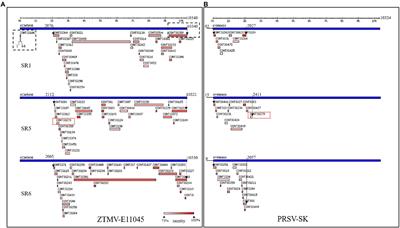 Interspecific Recombination Between Zucchini Tigre Mosaic Virus and Papaya Ringspot Virus Infecting Cucurbits in China